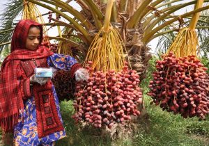 سیستان‌وبلوچستان نگین درخشان صنعت خرمای ایران