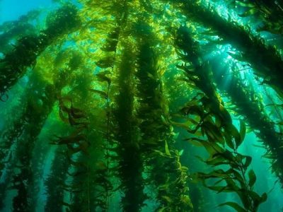 جلبک دریایی گنج پنهان سواحل جنوب