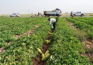 زابل چگونه قطب جالیزی خارج‌فصل ایران شد؟