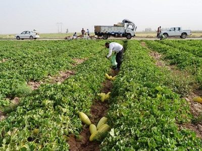 زابل چگونه قطب جالیزی خارج‌فصل ایران شد؟