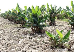 کشت موز نوین؛ امضای تحول کشاورزی بمپور