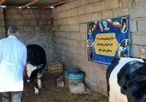 آغاز فاز دوم واکسیناسیون دامها در هامون