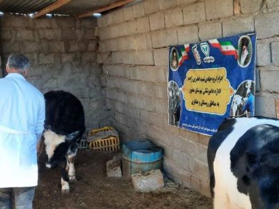 آغاز فاز دوم واکسیناسیون دامها در هامون