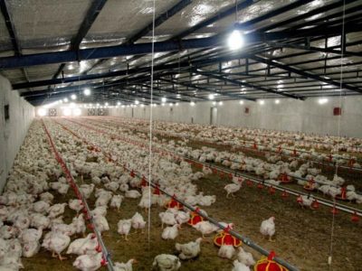 مرغداری‌های سیستان‌وبلوچستان در مسیر توسعه و افزایش تولید