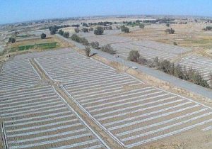 افزایش سطح زیر کشت جالیز در زهک