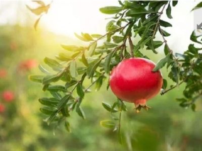 حفظ باغات انار، پیشران پایداری اقتصاد مهرستان