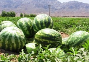 دلگان، پیشتاز تولید محصولات جالیزی در کشور