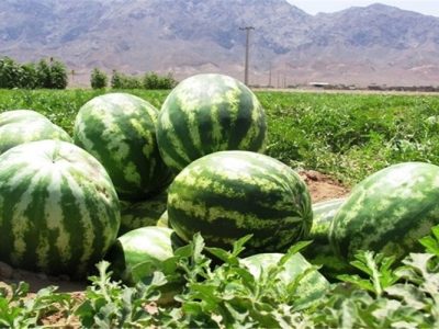دلگان، پیشتاز تولید محصولات جالیزی در کشور