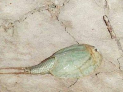 مشاهده فسیل زنده در تالاب بین المللی هامون