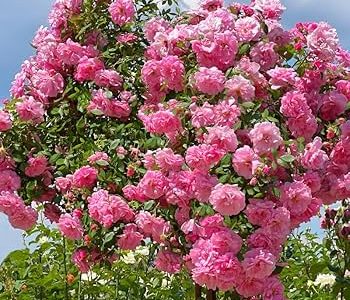 گل محمدی، نامی با عطر تاریخ و برکت ایران