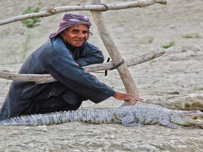 هشدار چابهار درباره افزایش تهاجم گاندوها در زادآوری