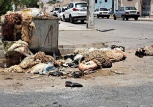 جمعآوری ۳۰ هزار پوست دام در عید قربان