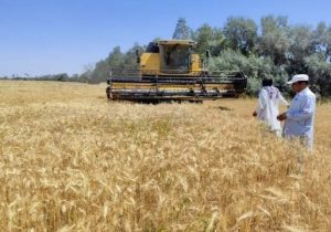 ۲۱ هزار تن خرید گندم نان در سیستانوبلوچستان