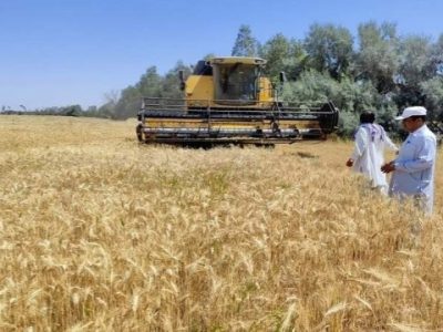 ۲۱ هزار تن خرید گندم نان در سیستان‌وبلوچستان