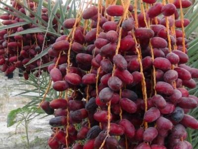 نخلستان‌های سراوان، تپش اقتصاد جنوب‌شرق ایران