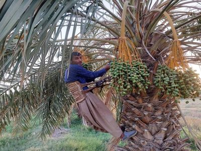آغاز عملیات مچبند در ۸۵۰۰ هکتار نخلستان دلگان