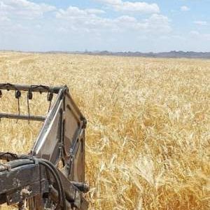 پیشبینی تولید ۷ هزار تن جو در خاش