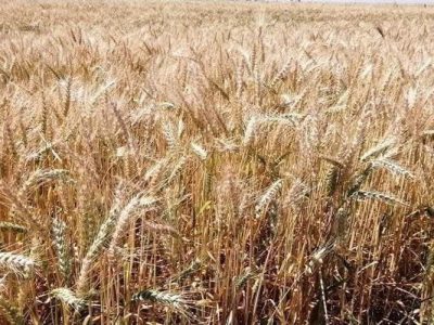 راه‌اندازی مرکز خرید گندم در شهرستان زهک