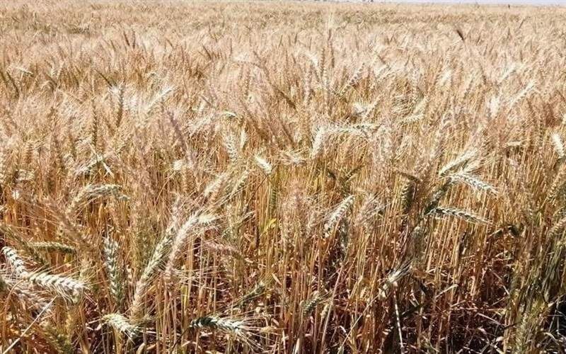 راهاندازی مرکز خرید گندم در شهرستان زهک راهاندازی مرکز خرید گندم در شهرستان زهک