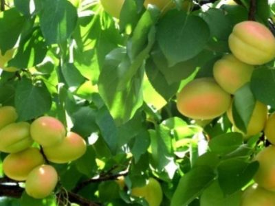 برداشت ۷ هزار تن زردآلو از باغات تفتان