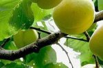 زردآلو؛ طلای زرد باغهای سیستانوبلوچستان