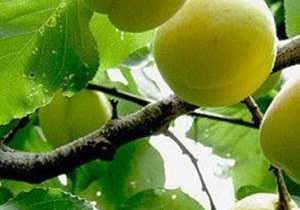 زردآلو؛ طلای زرد باغهای سیستانوبلوچستان
