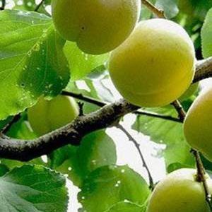 زردآلو؛ طلای زرد باغ‌های سیستان‌وبلوچستان