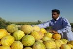 برداشت امید از جالیزهای هیرمند