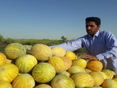 برداشت امید از جالیزهای هیرمند