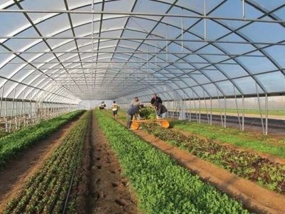 گلخانههای زهک، پیشران اشتغال و رونق تولید