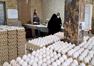 تولید تخممرغ در زاهدان از مرز ۵۰۰ تن گذشت