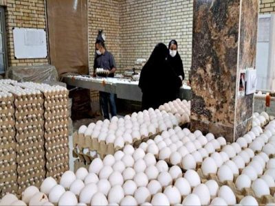 تولید تخممرغ در زاهدان از مرز ۵۰۰ تن گذشت