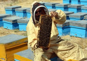 عسل، طلای شیرین دامنه‌های همیشه‌ سبز تفتان