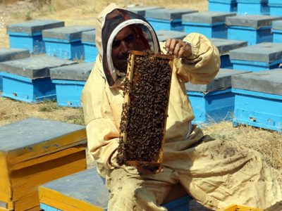 عسل، طلای شیرین دامنه‌های همیشه‌ سبز تفتان