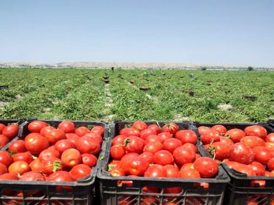 گوجه‌فرنگی خارج از فصل، فرصت طلایی سودآوری خاش