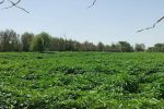 رونق طلایی مزارع دلگان با کشت کنجد