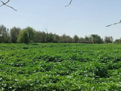 رونق طلایی مزارع دلگان با کشت کنجد