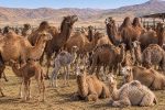 رشد بی‌نظیر پرورش شتر در سیستان‌وبلوچستان