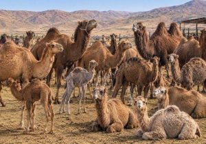 رشد بی‌نظیر پرورش شتر در سیستان‌وبلوچستان