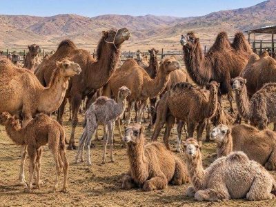 رشد بی‌نظیر پرورش شتر در سیستان‌وبلوچستان