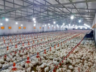 خاش، قطب تولید مرغ در سیستانوبلوچستان