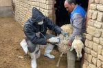 واکسیناسیون ۳۴۷۵ رأس دام علیه طاعون در مهرستان