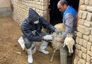 واکسیناسیون ۳۴۷۵ رأس دام علیه طاعون در مهرستان
