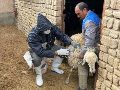 واکسیناسیون ۳۴۷۵ رأس دام علیه طاعون در مهرستان