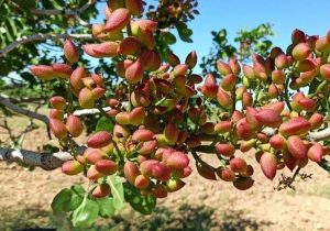 افزایش ۱۰۰۰ هکتاری سطح باغ‌های پسته سیستان‌وبلوچستان