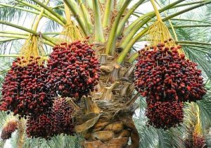 آغاز برداشت خرما از ۴۸۰ هکتار باغات زاهدان