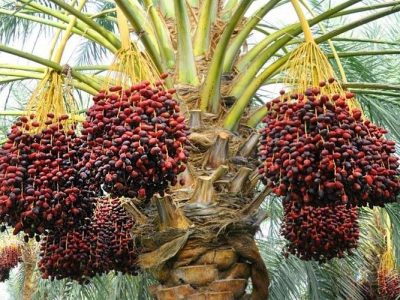 آغاز برداشت خرما از ۴۸۰ هکتار باغات زاهدان
