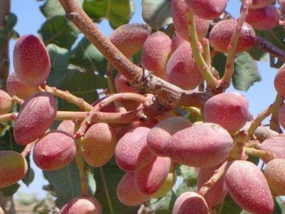 آبیاری نوین در ۱۱۰۰ هکتار باغات پسته زاهدان