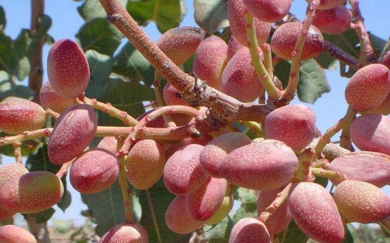 آبیاری نوین در ۱۱۰۰ هکتار باغات پسته زاهدان آبیاری نوین در ۱۱۰۰ هکتار باغات پسته زاهدان