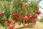 برداشت ۳۱ هزار تن انار از باغهای سیستانوبلوچستان